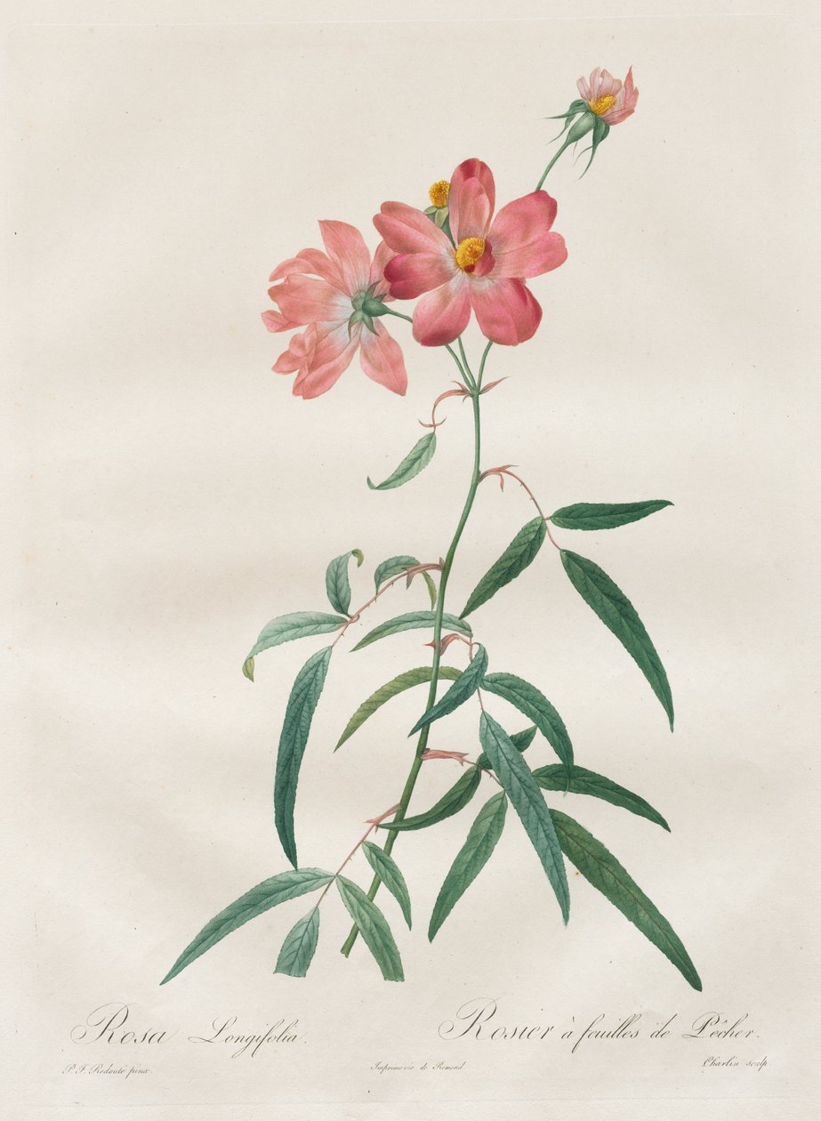 The Roses: Rosa Longifolia by Henry Joseph Redouté