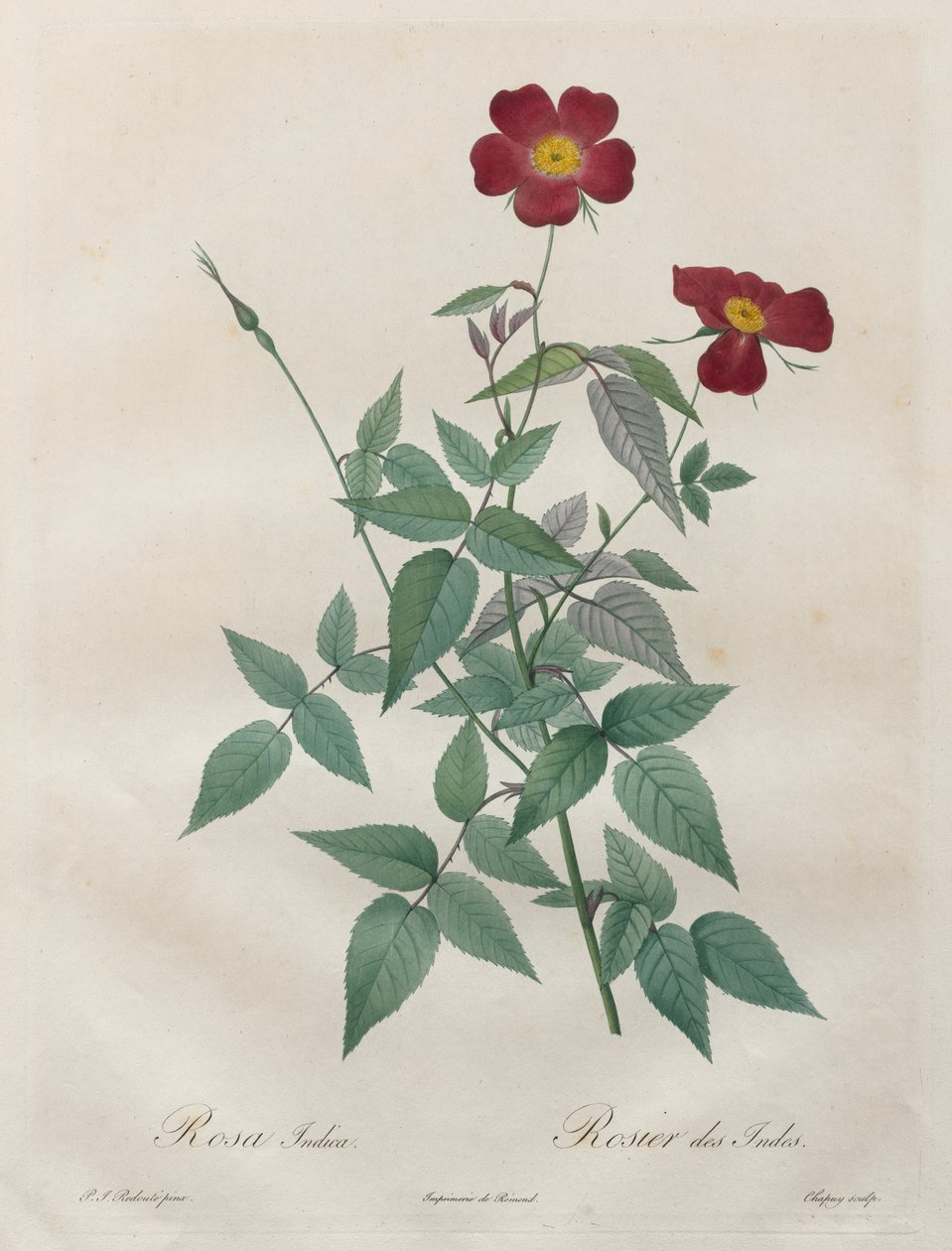 The Roses: Rosa indica by Henry Joseph Redouté
