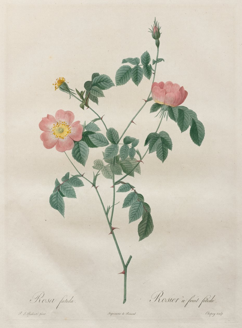 The Roses: Rosa indica by Henry Joseph Redouté