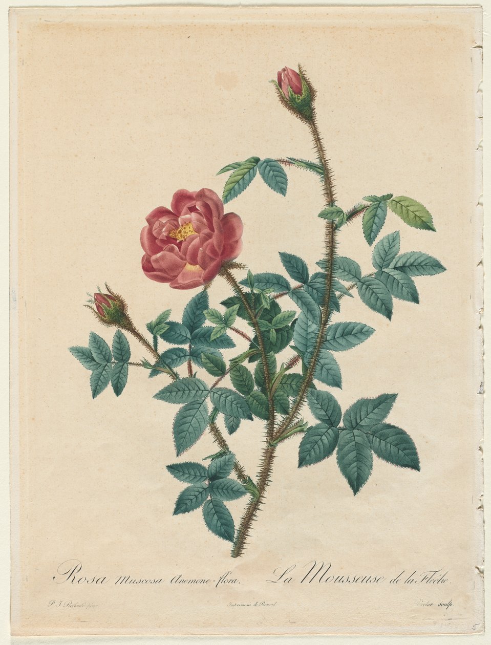 Moss Rose by Henry Joseph Redouté