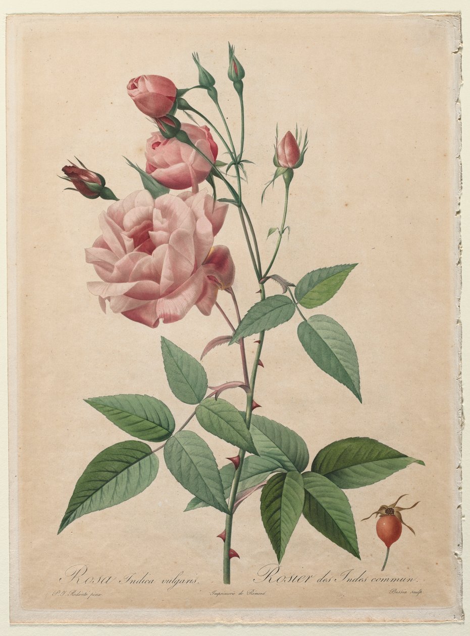 The Roses: China or Bengal Rose by Henry Joseph Redouté
