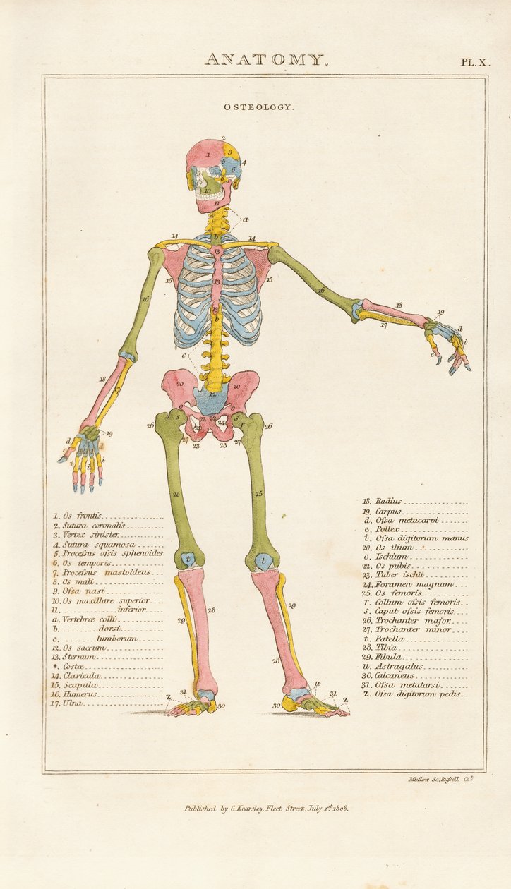 Color-coded Human Skeleton – Anterior View by Henry Mutlow