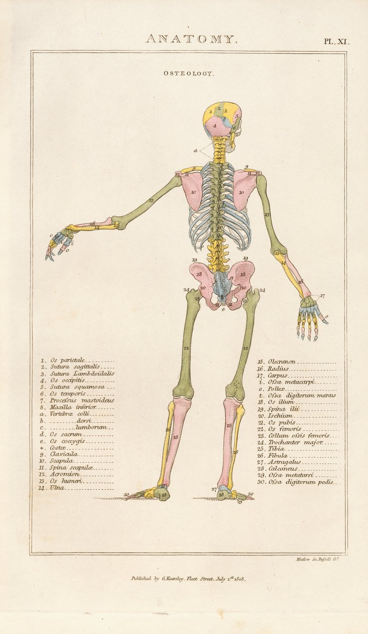 Color-coded Human Skeleton – Posterior View by Henry Mutlow