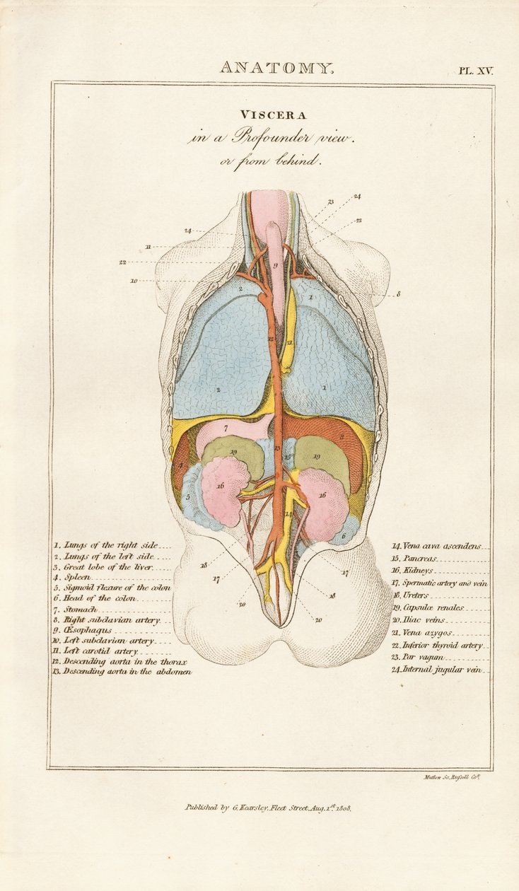 Human Viscera in Posterior View by Henry Mutlow