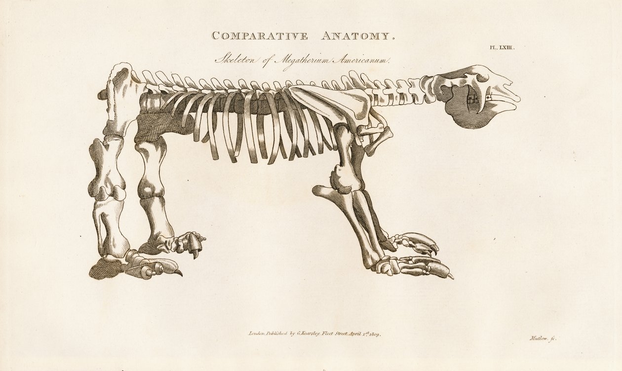 Skeleton of Megatherium americanum by Henry Mutlow