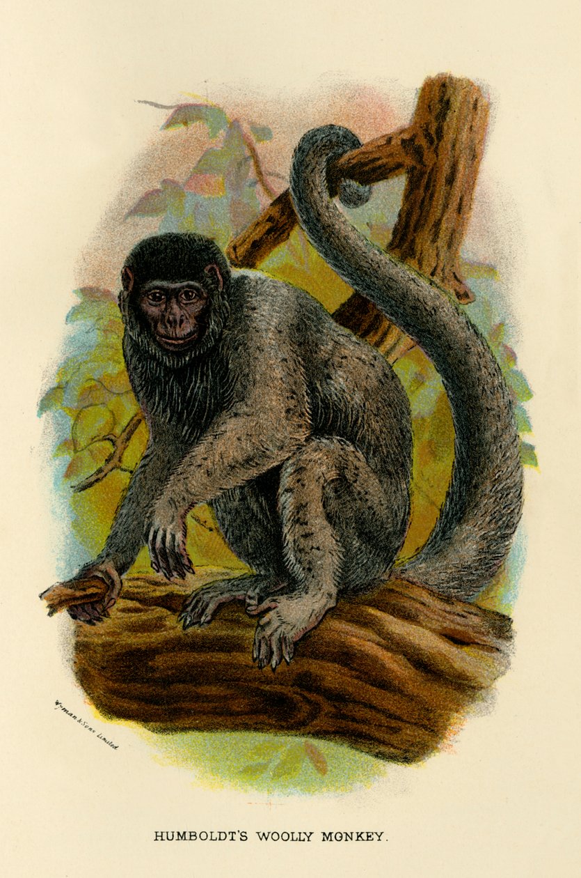 Humboldt