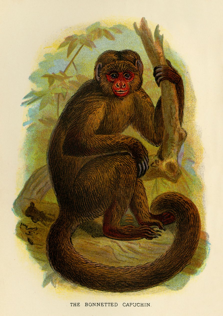 The Bonneted Capuchin by Henry Ogg Forbes