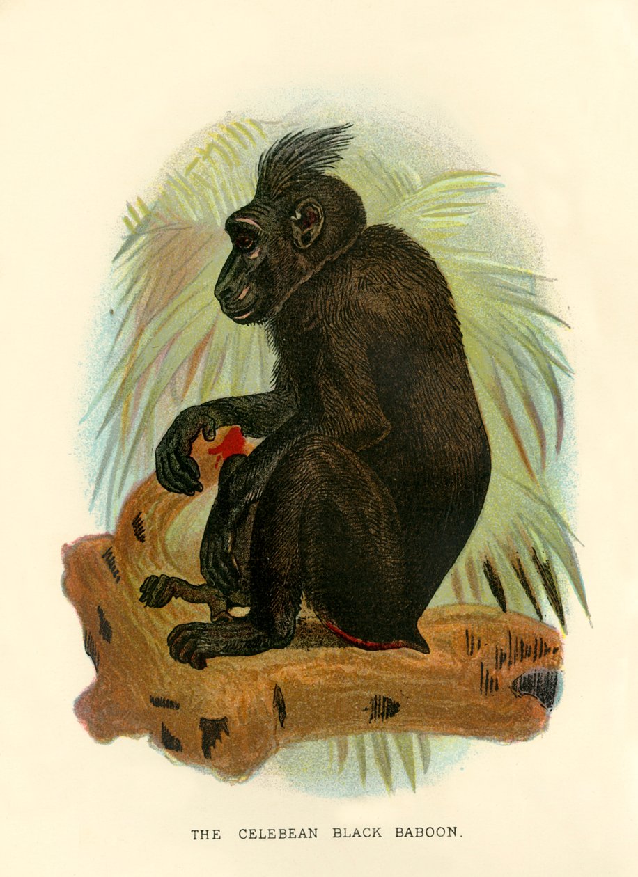 The Celebean Black Baboon by Henry Ogg Forbes
