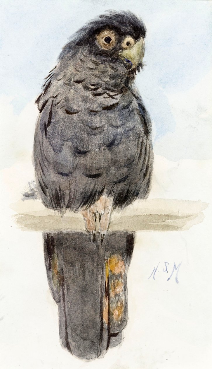 A Black Cockatoo, c.1890 by Henry Stacey Marks