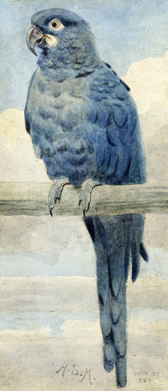 Hyacinthine Macaw, 1889 by Henry Stacey Marks