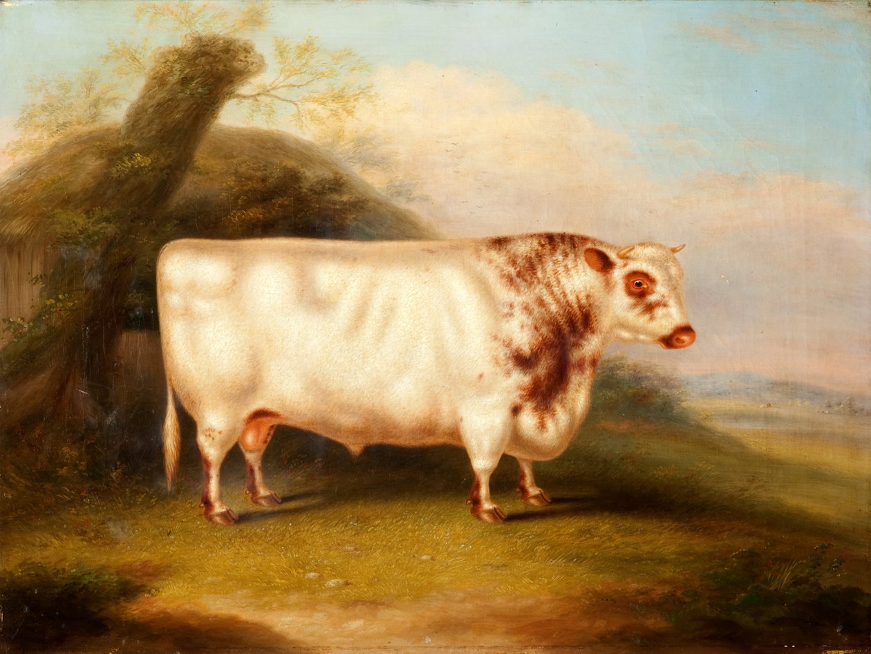 Harlsonia (Shorthorn Bull) by Henry Stafford