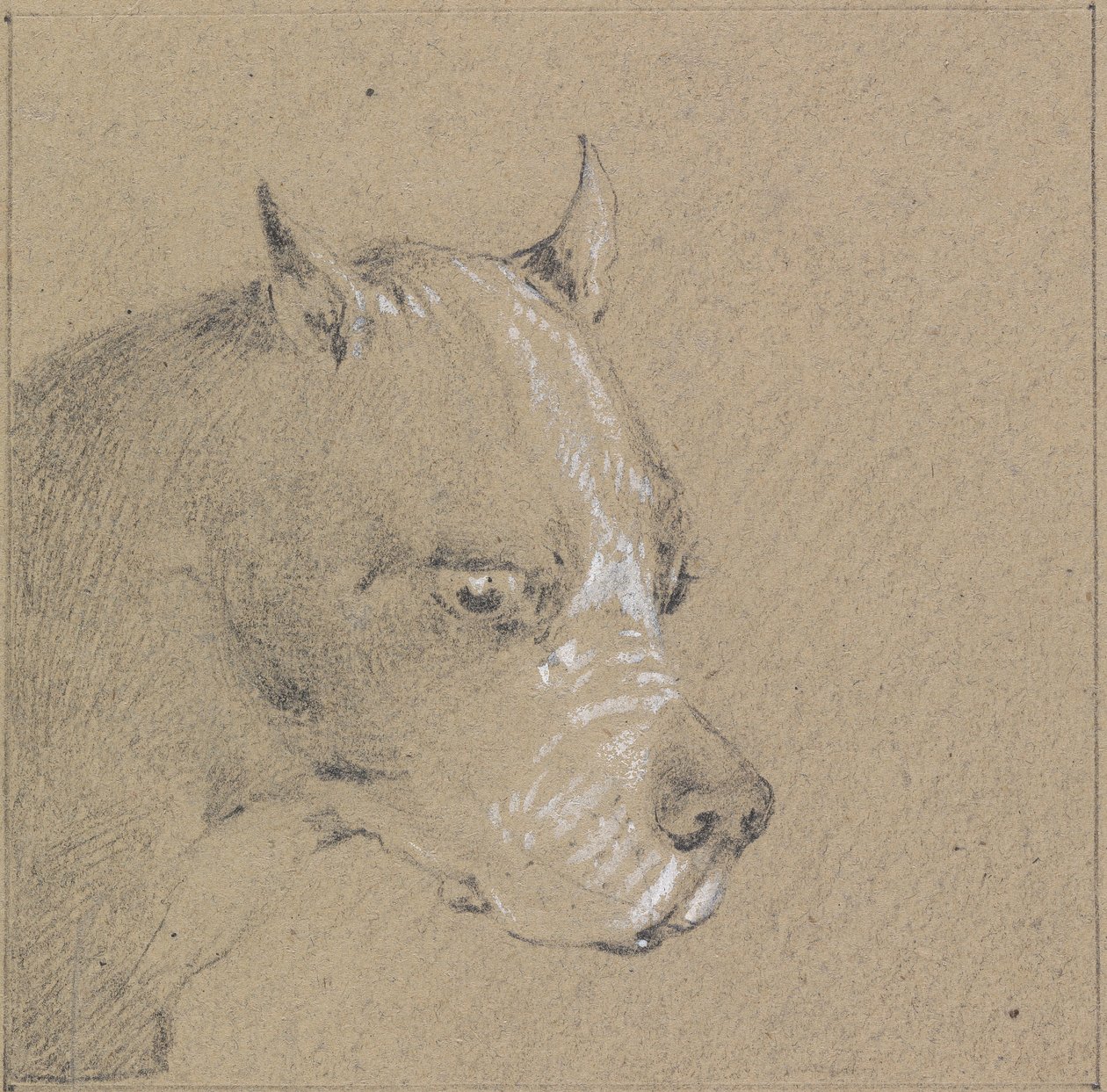 Head and Shoulders of a Boxer Dog, Profile Right by Henry Thomas Alken