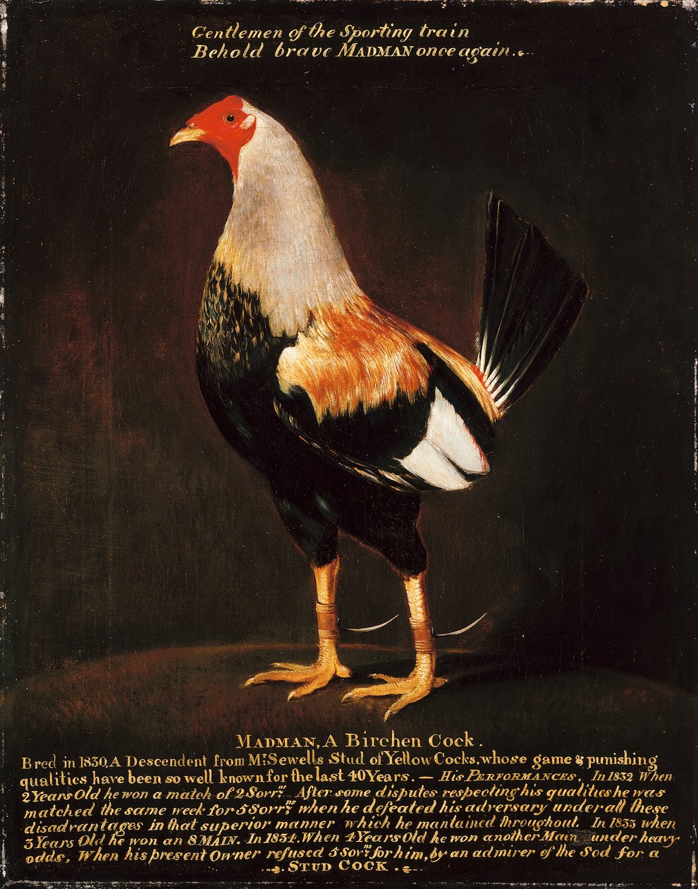 Madman, a Birchen Cock by Henry Thomas Alken