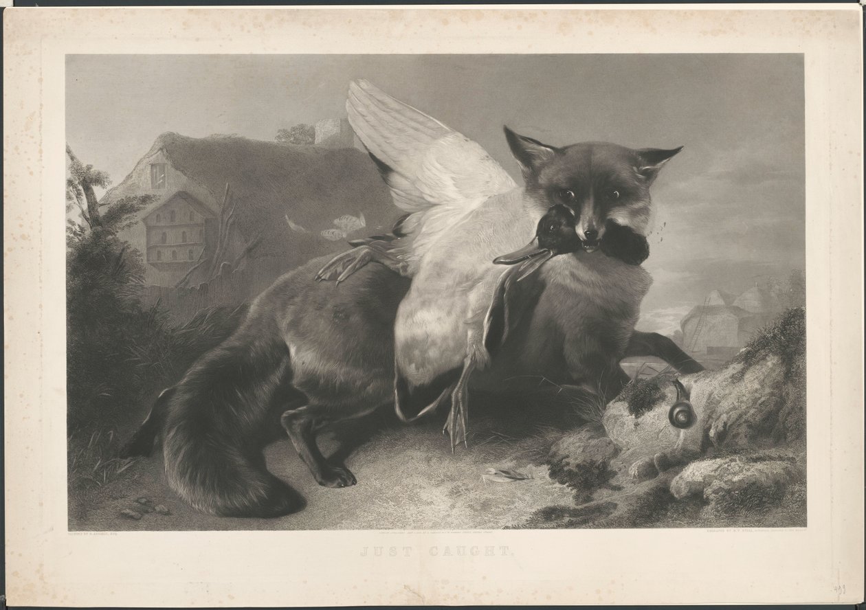 Just Caught: A Fox Has Stolen a Duck. After R. Ausdell. With Address of Gambart by Henry Thomas Ryall