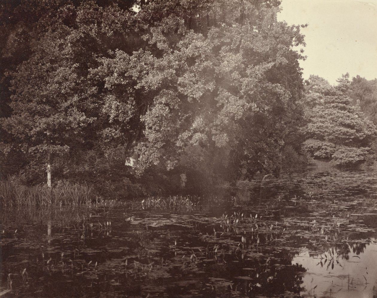 Pond in Park, Surrey by Henry White