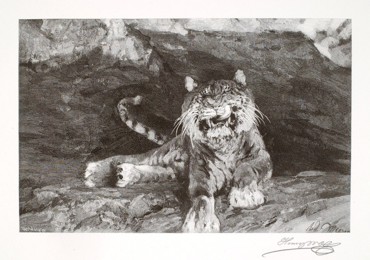 Tiger by Henry Wolf