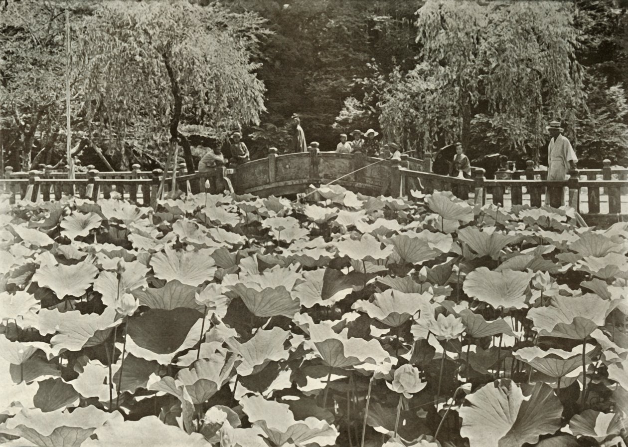 A Lotus Pond, 1910 by Herbert Ponting