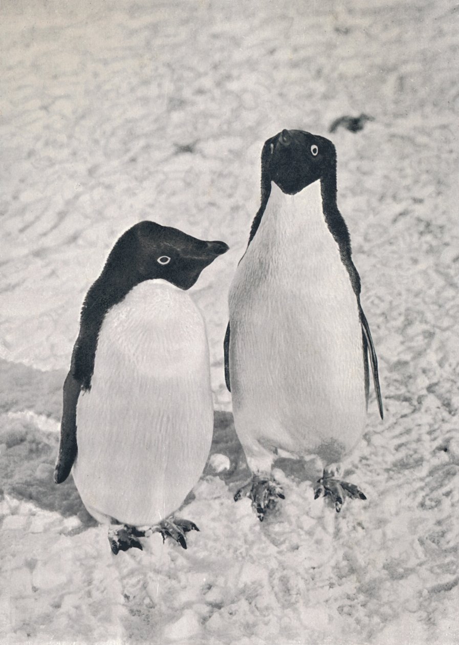 A Pair of Adélie Penguins, 1913 by Herbert Ponting