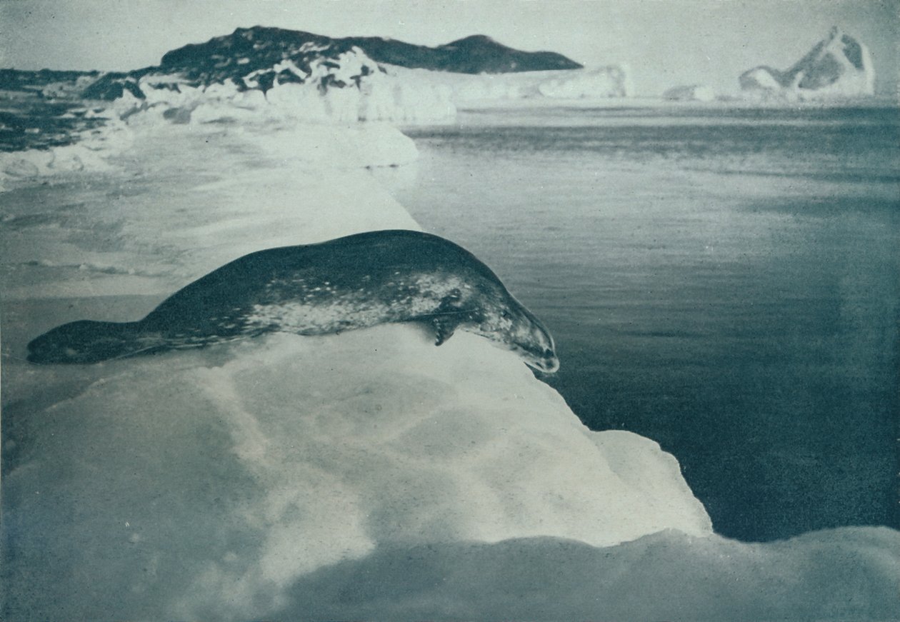 A Weddell Seal About To Dive, c1911, 1913 by Herbert Ponting