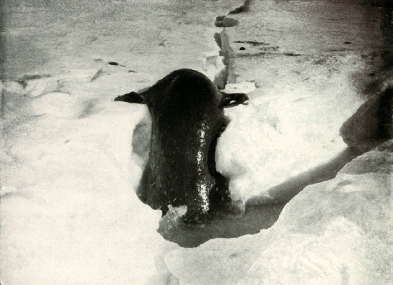 A Weddell Seal Getting On To The Ice, November 1911 by Herbert Ponting