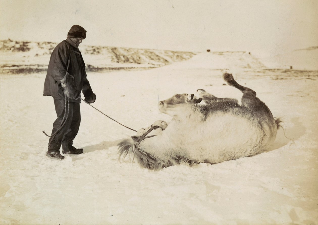 A Man and His Horse in the Snow by Herbert Ponting