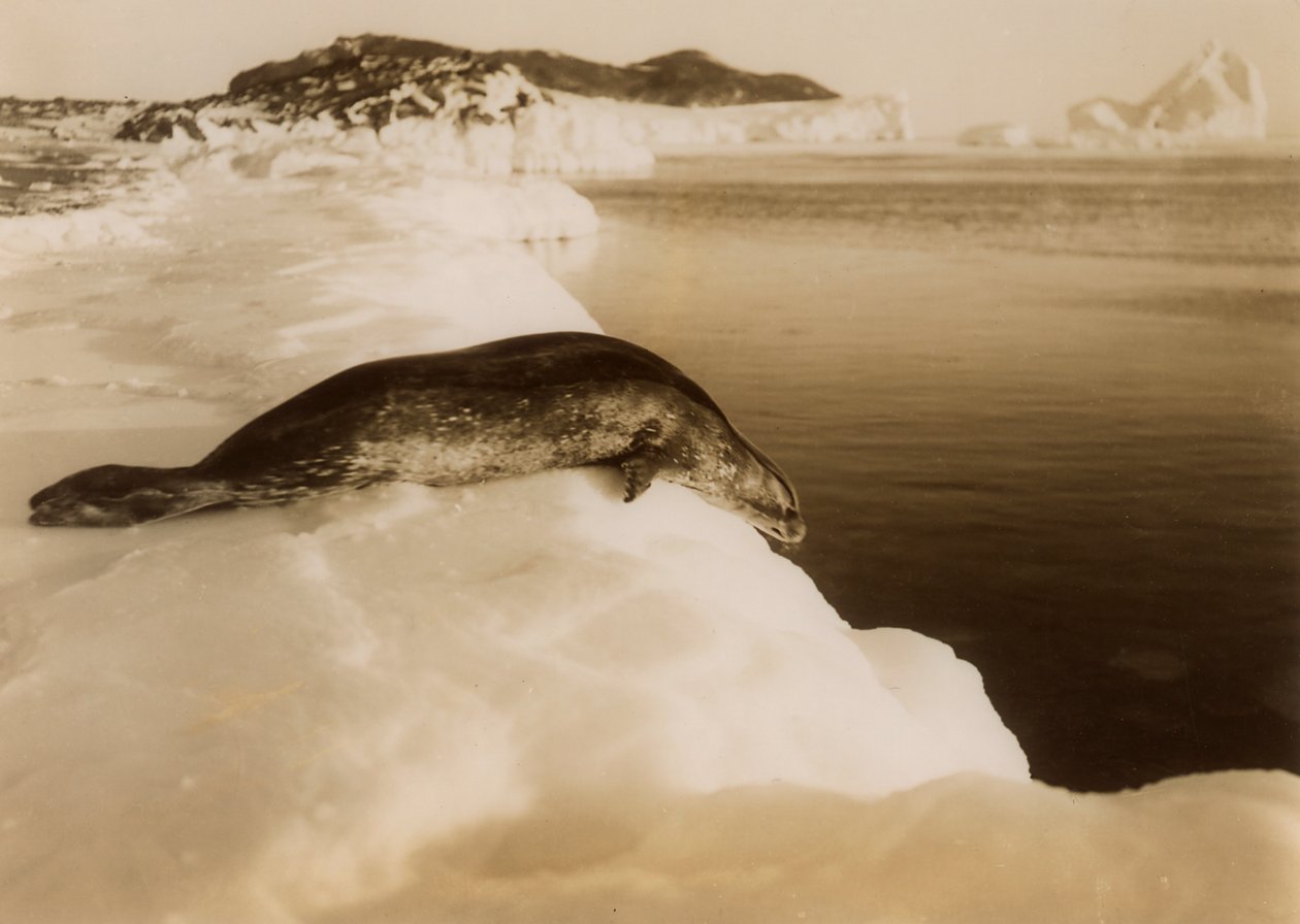 A Weddell Seal About to Dive at West Beach, Cape Evans, Antarctica, 1911 by Herbert Ponting