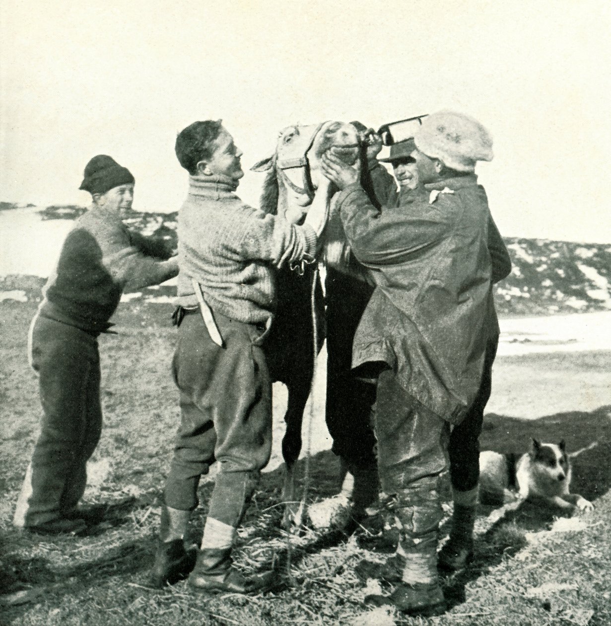 Pony Takes Whisky by Herbert Ponting