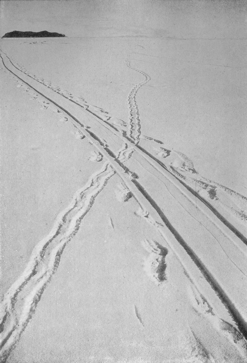 Sledge Track Crossing an Adélie Penguin