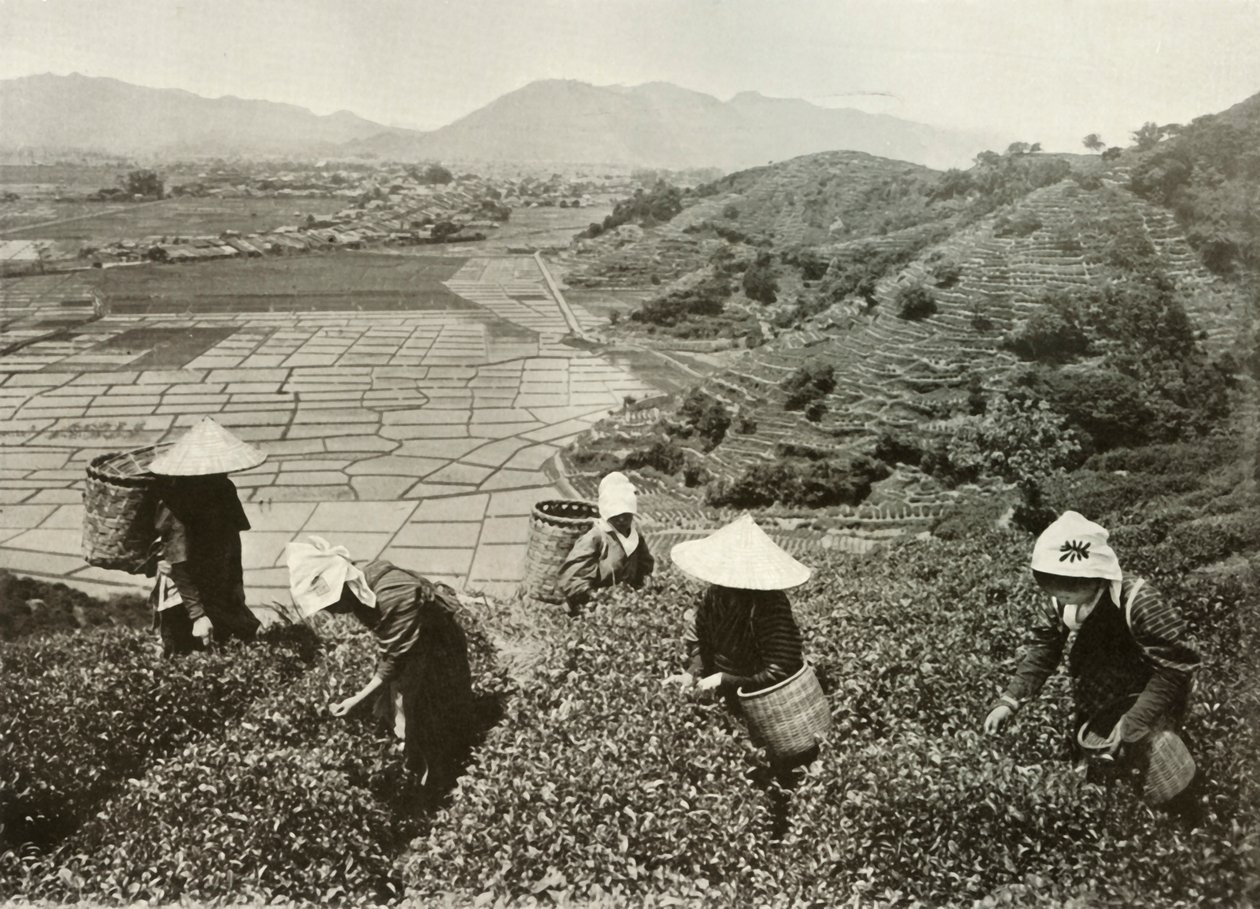 Tea on the Hills and Rice on the Plains by Herbert Ponting