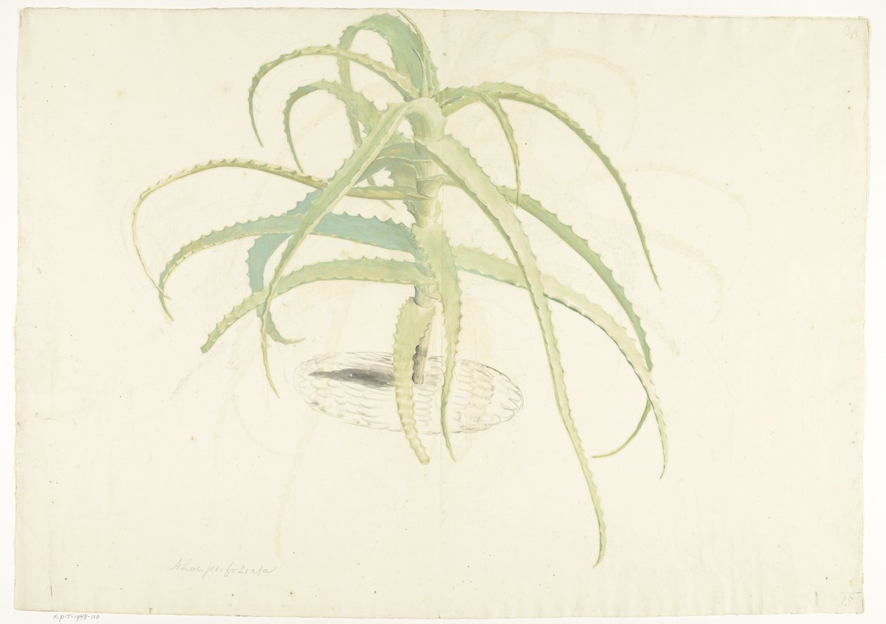 Aloe Perfoliata by Herman Saftleven