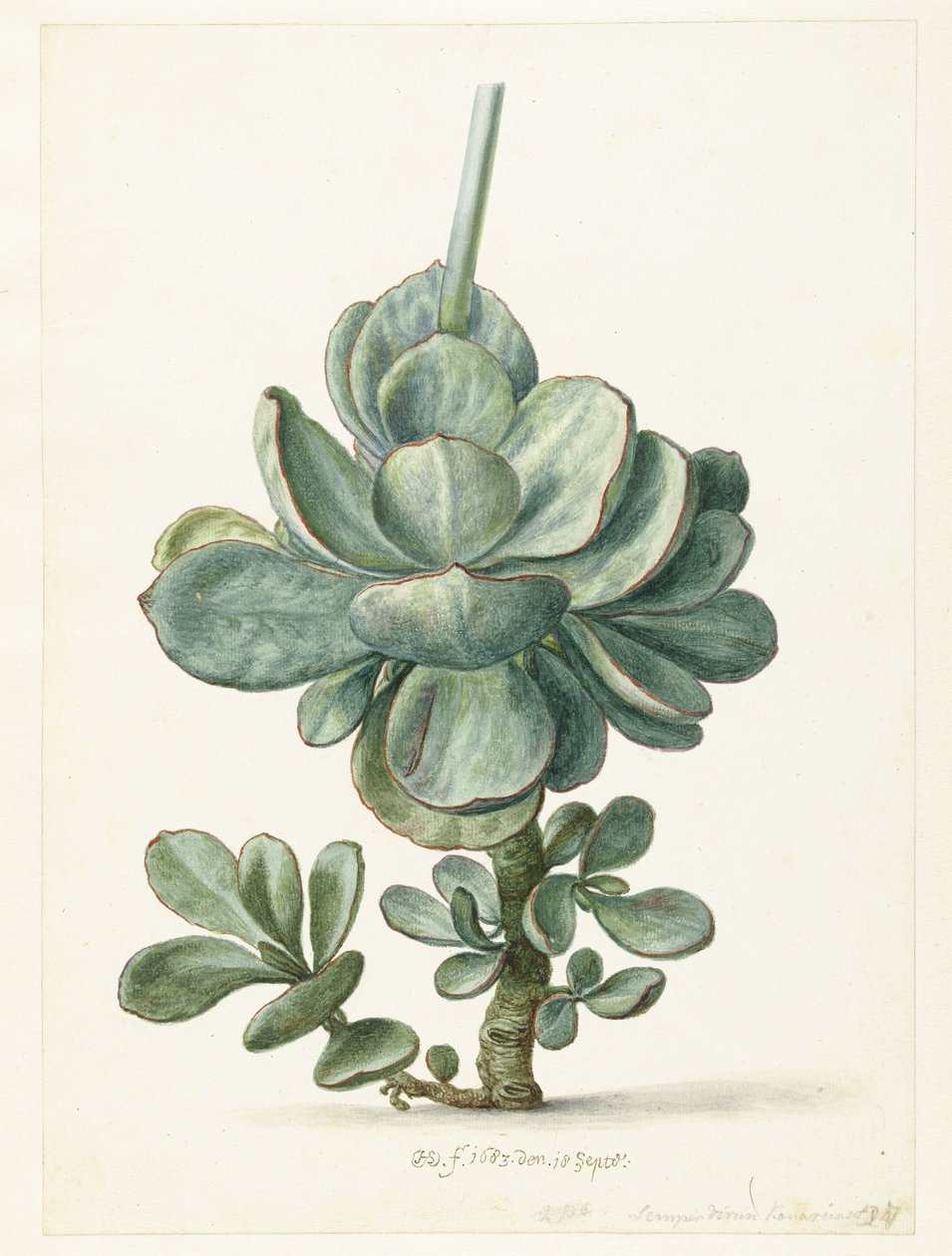 Succulent Plant (Cotyledon orbiculata?) by Herman Saftleven