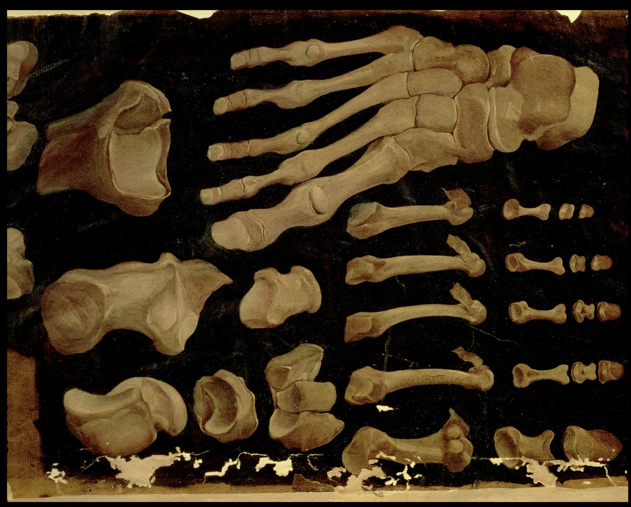 Anatomical Drawing of the Bones of the Foot by Hieronymus Fabricius ab Aquapendente