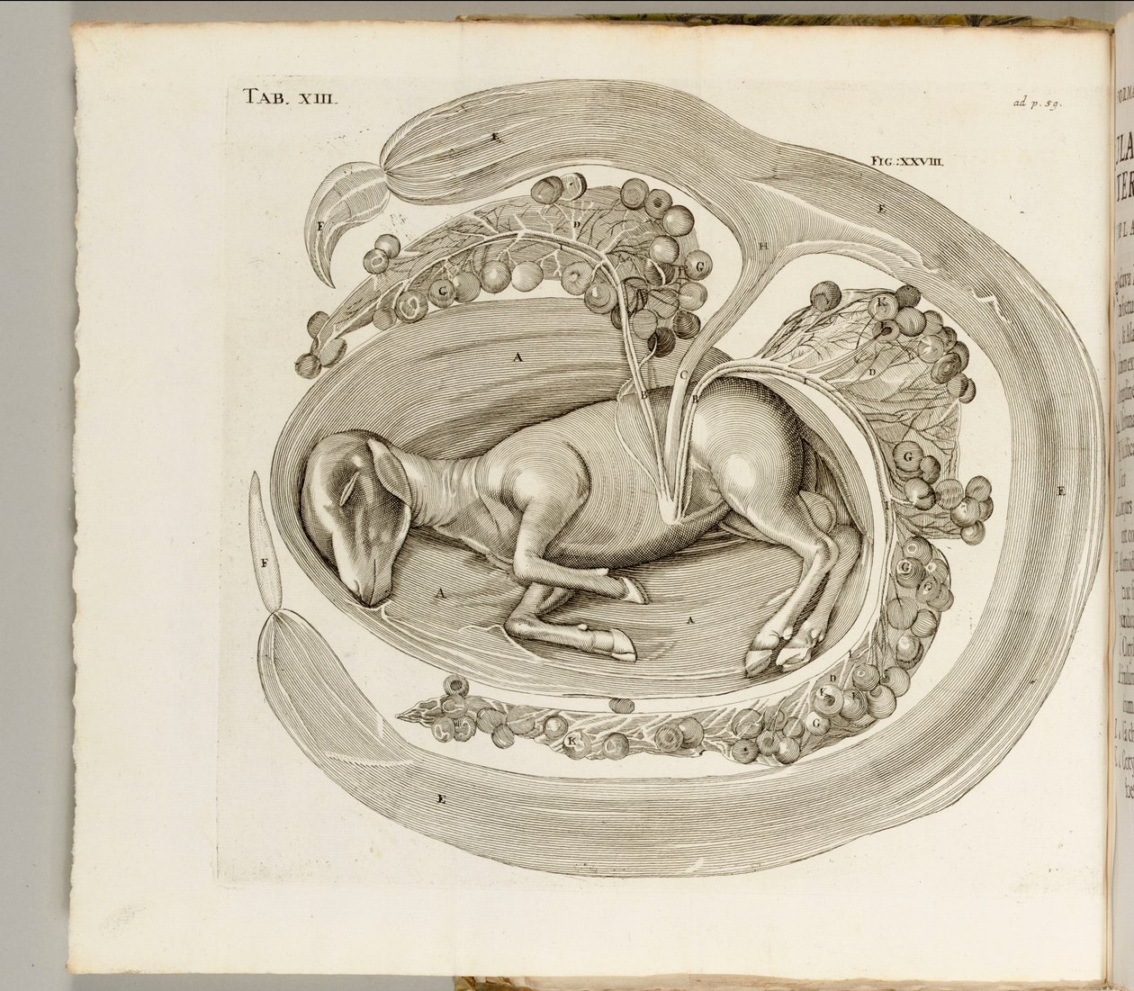 An Animal in the Womb, 1738 by Hieronymus Fabricius ab Aquapendente