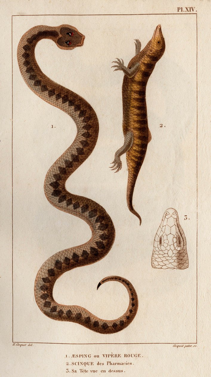Aesping or Red Viper, Skink from pharmacies, his head seen above. Fauna des Médecins ou histoire des animaux et de leurs produits par Hippolyte Cloquet - Volume 6 - 1825 by Hippolyte Cloquet
