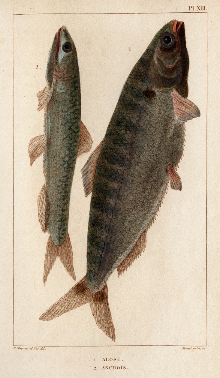 Shad and Anchovies. 