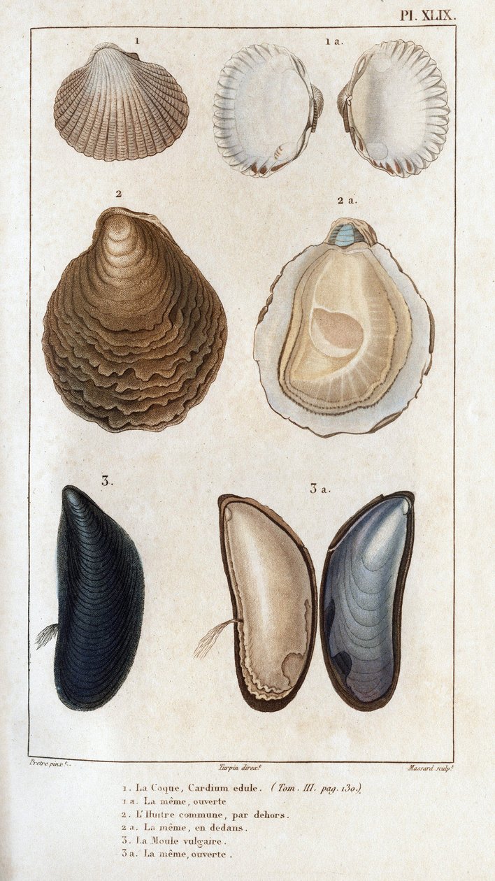 The Hull, the Common Oyster, the Vulgar Mold by Hippolyte Cloquet