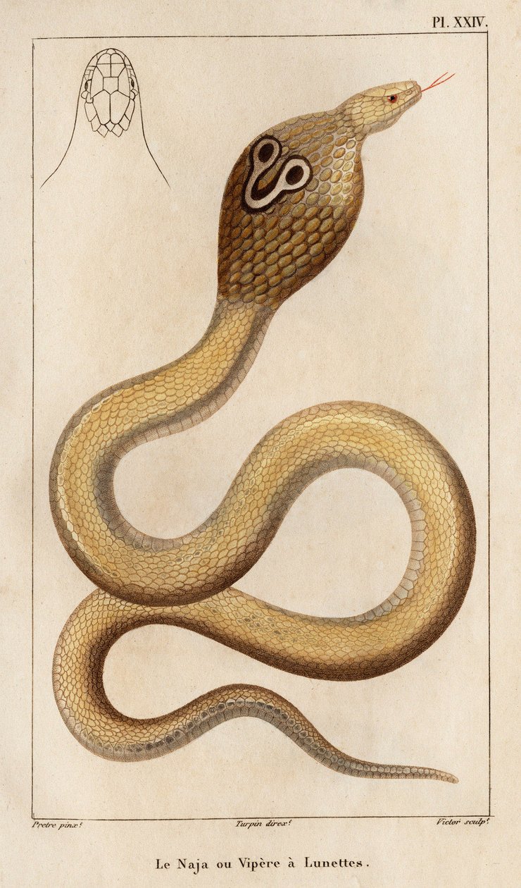 The Naja or viper has glasses. Fauna des Médecins ou histoire des animaux et de leurs produits par Hippolyte Cloquet - Volume 6 - 1825 by Hippolyte Cloquet