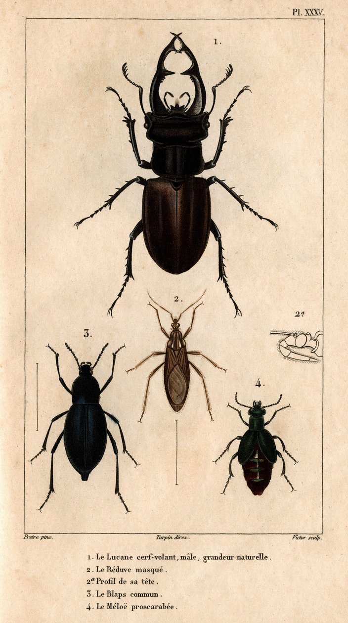 The Male Kite Skylight, the Reduve Mask, the Common Blaps, the Proscarabee Meloe by Hippolyte Cloquet