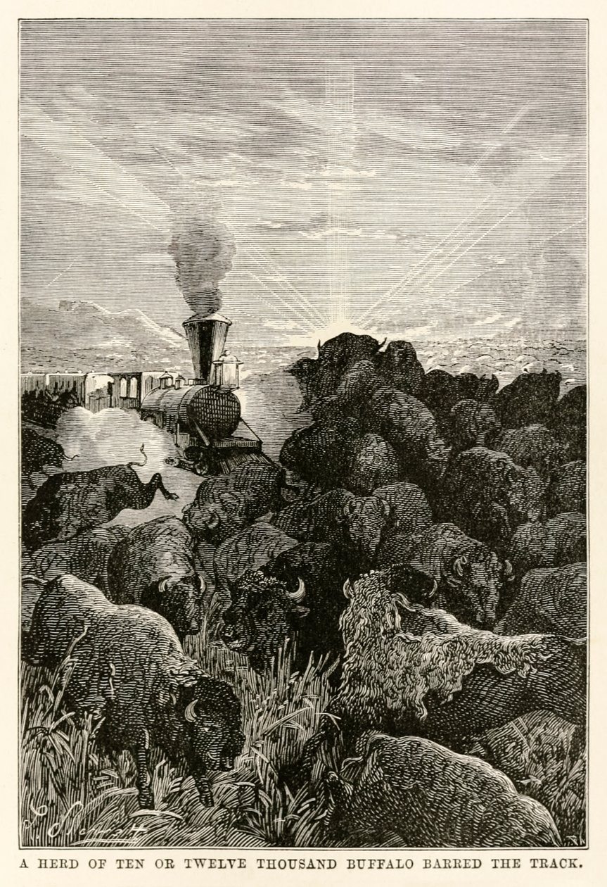 A herd of ten or twelve thousand buffalo barred the track, from Around the World in Eighty Days by Jules Verne by Hippolyte Leon Benett