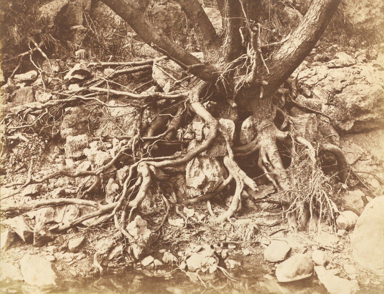 Tree with Tangle of Roots by Hugh Owen