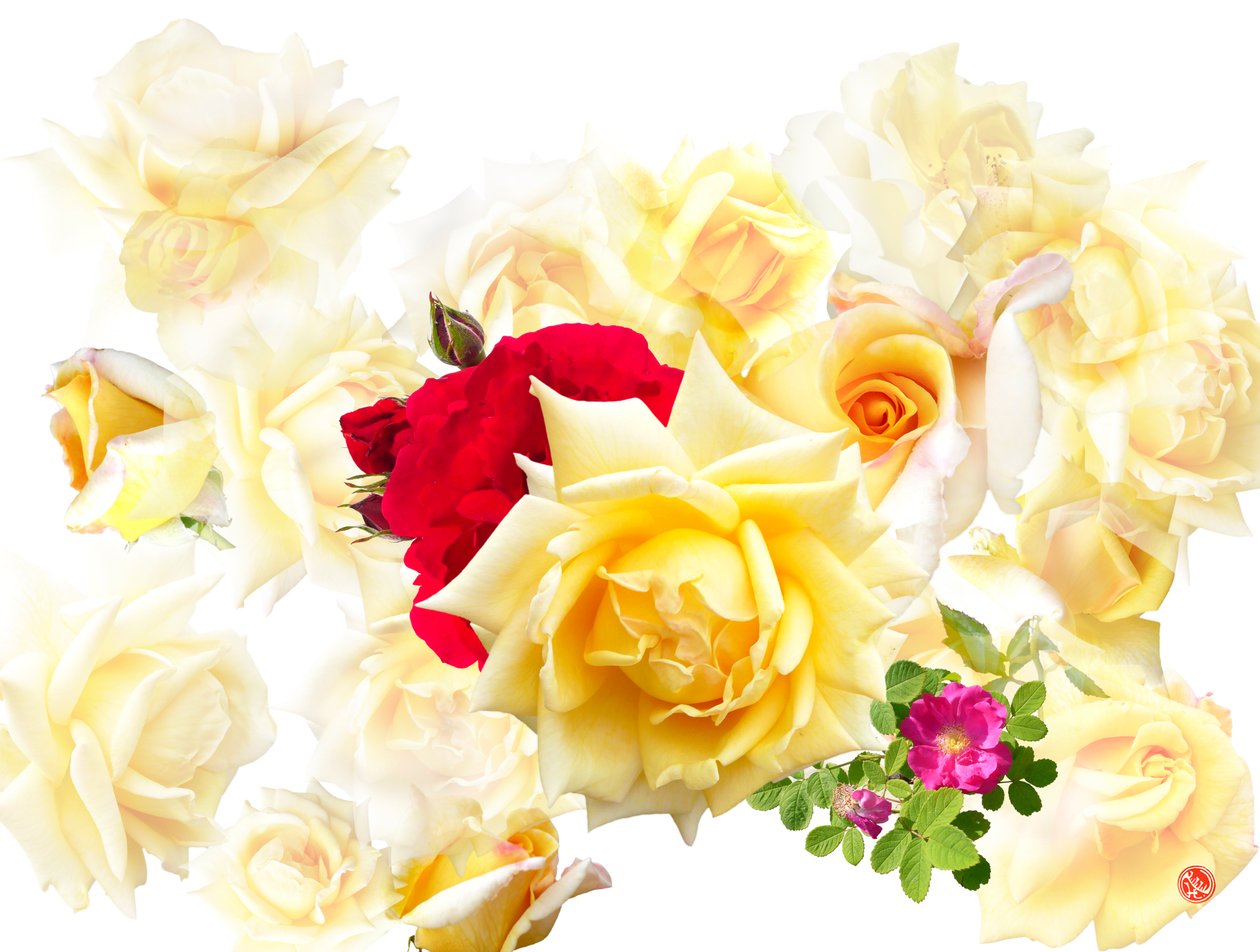 Rose Dream by Hugo Nefe