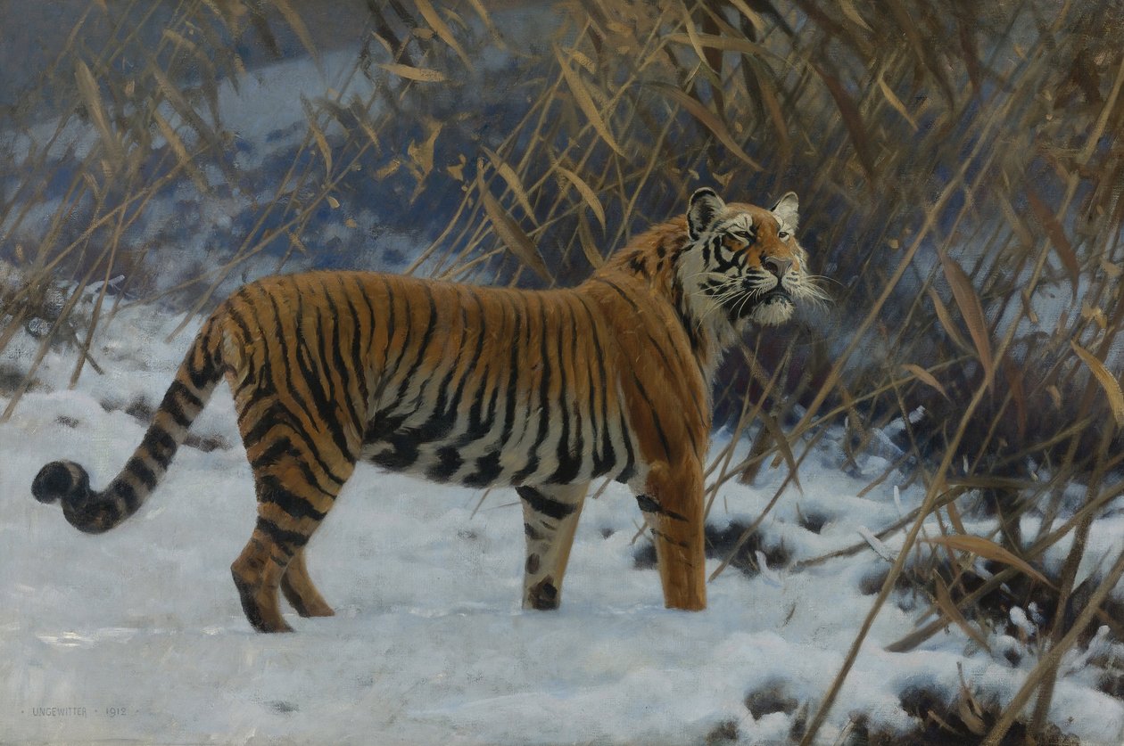 A tiger in the snow by Hugo Ungewitter