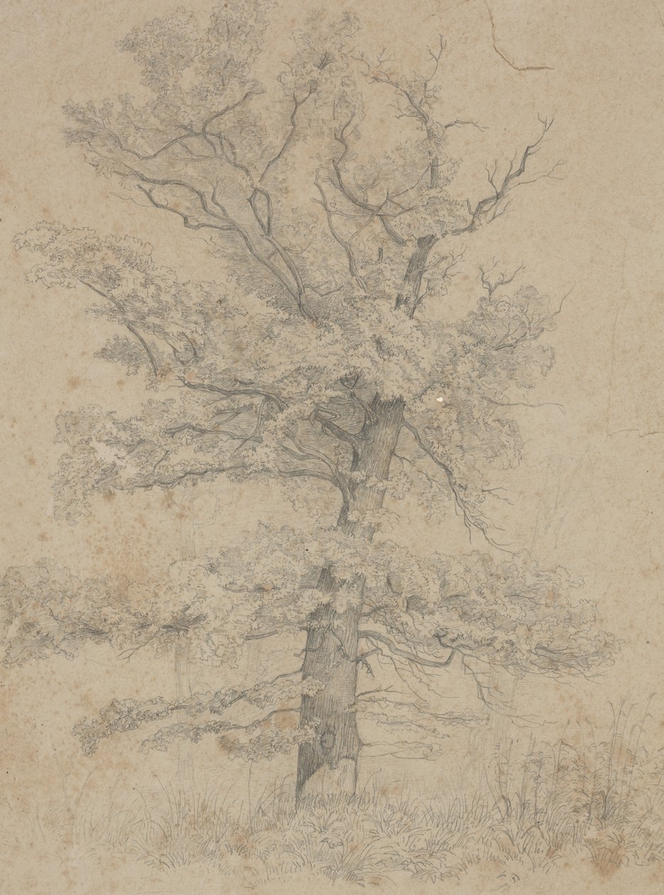 American Fir by Ida Weisselberg Hadra