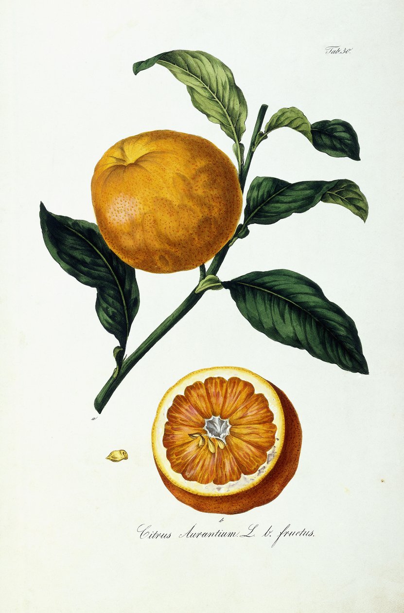 Orange Fruit, Citrus Aurantium, Fructus by Ignaz (after) Strenzl