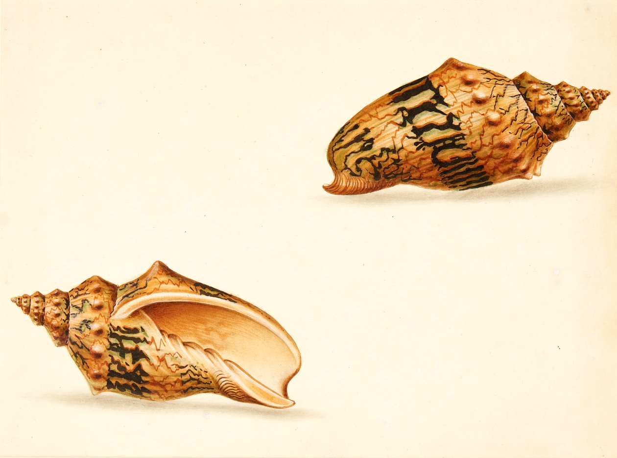 Shell Study by Ignaz Von (manner of) Born