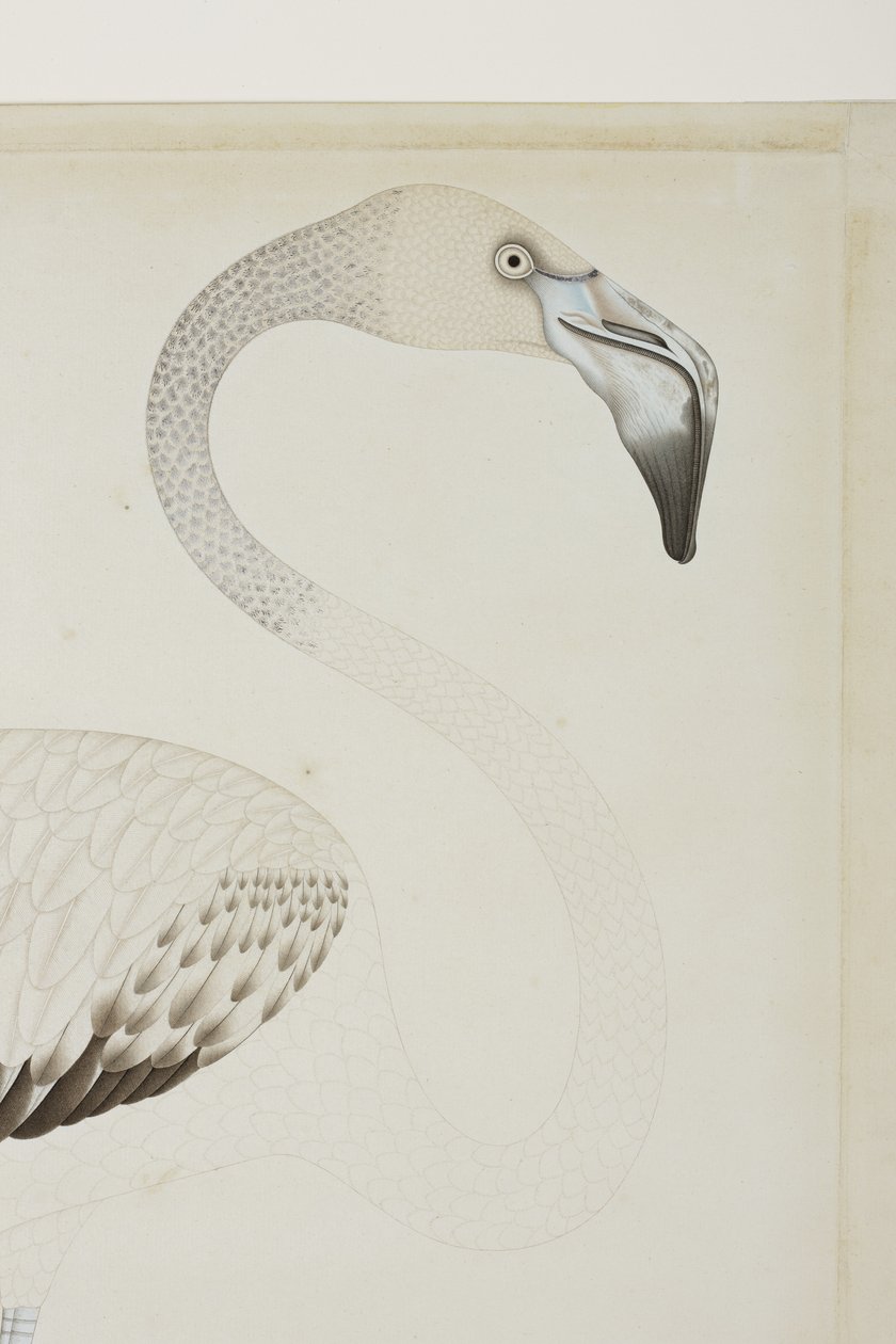 A Flamingo (detail) by Indian School