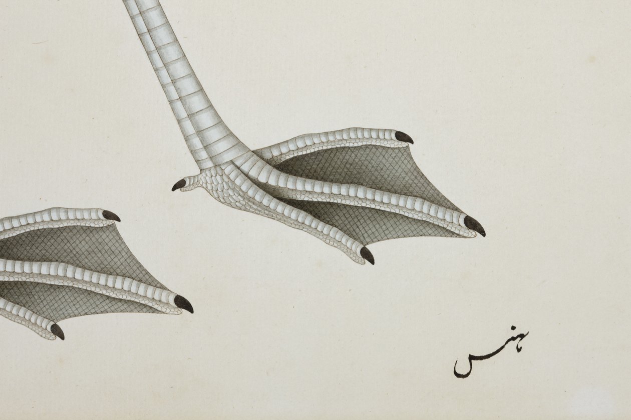 A Flamingo (detail) by Indian School