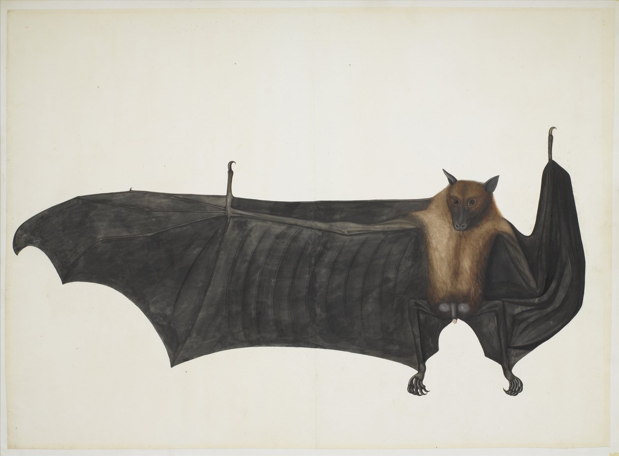 Great Indian Fruit Bat, c.1777-82 by Indian School