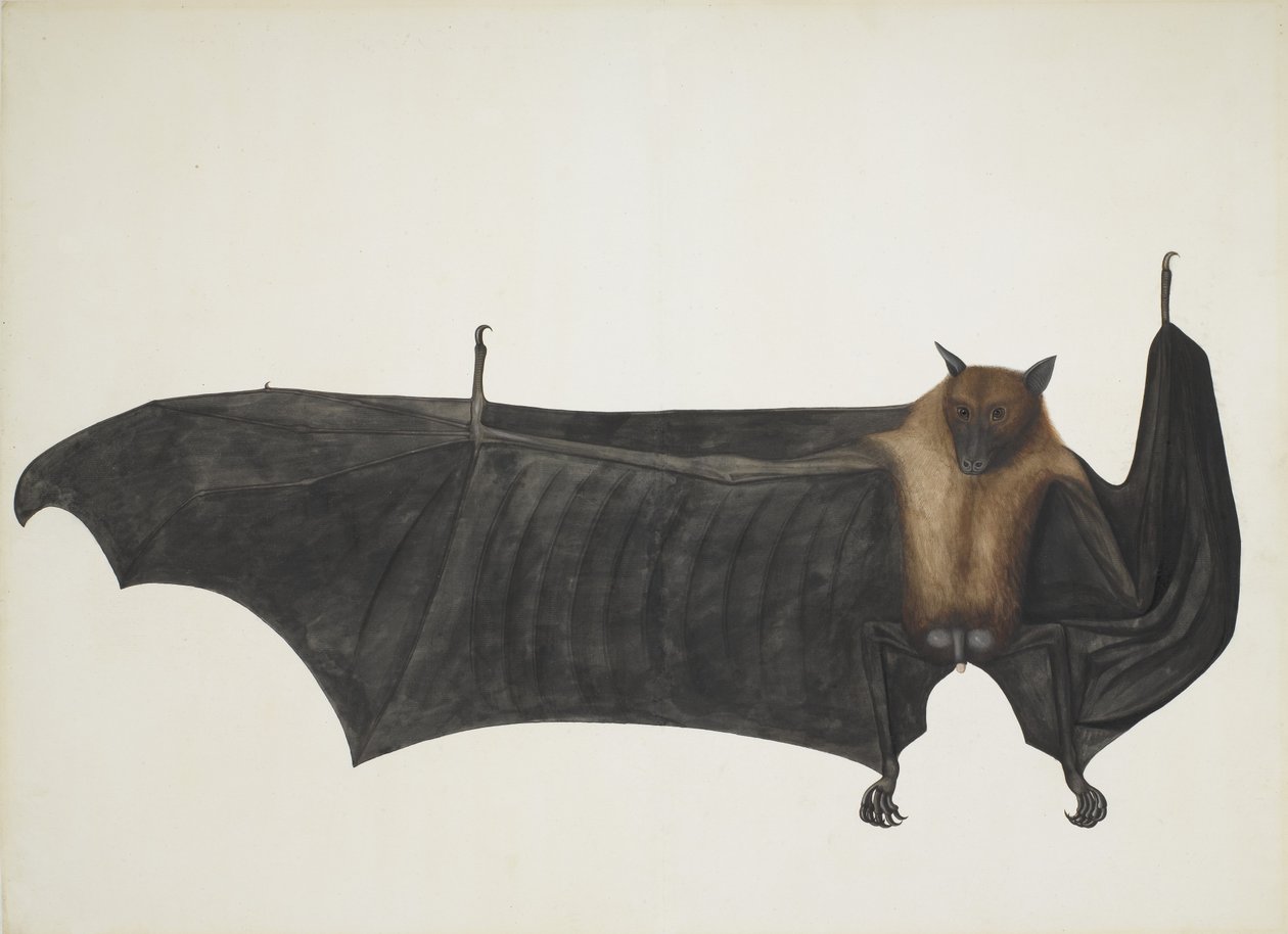 Indian Flying Fox also known as Great Indian Fruit Bat, Pteropus Giganteus by Indian School