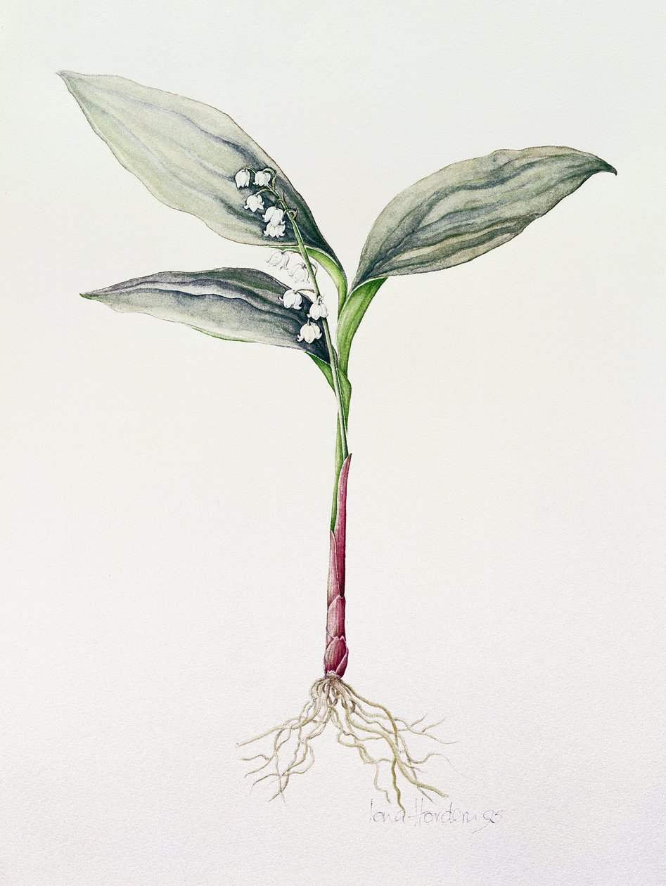 Lily of the Valley by Iona Hordern